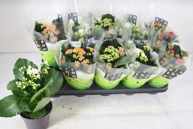 Горшечные цветы и растения оптом Kal Ge Gem 4 Kl от 10шт из Голландии с доставкой по России