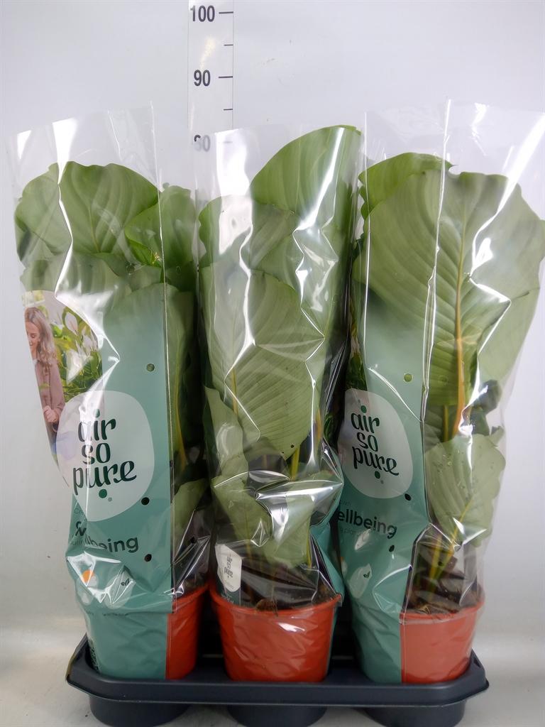 Горшечные цветы и растения оптом Calathea Orbifolia от 3шт из Голландии с доставкой по России