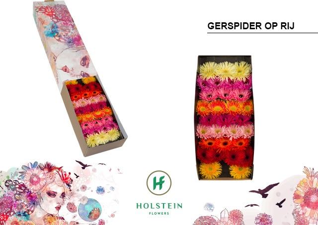 Срезанные цветы оптом Germini gerspider mix от 60шт из Голландии с доставкой по России