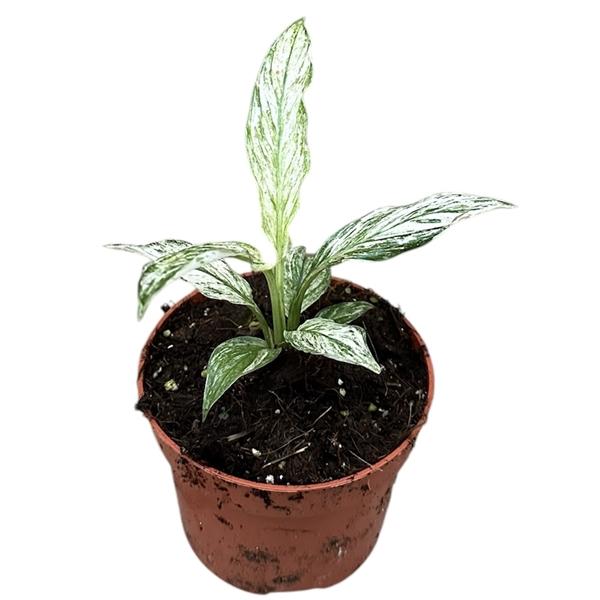 Горшечные цветы и растения оптом Spath Sensation Variegata от 1шт из Голландии с доставкой по России