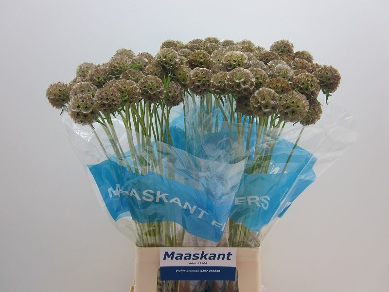 Срезанные цветы оптом Scabiosa stellata seed pod от 90шт из Голландии с доставкой по России Срезанные цветы оптом Scabiosa stellata seed pod от 90шт из Голландии с доставкой по России