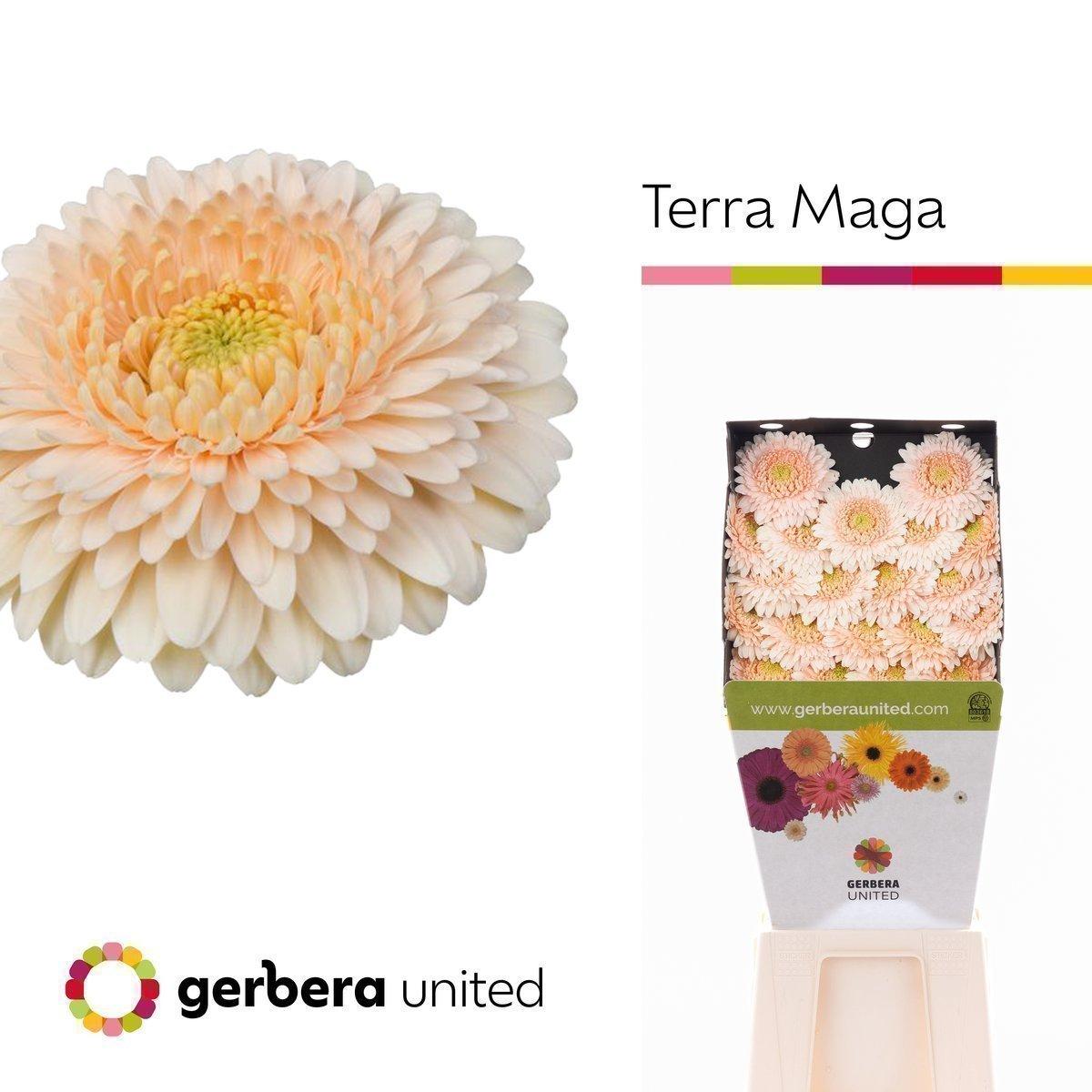 Срезанные цветы оптом Germini diamond terra maga A от 40шт из Голландии с доставкой по России