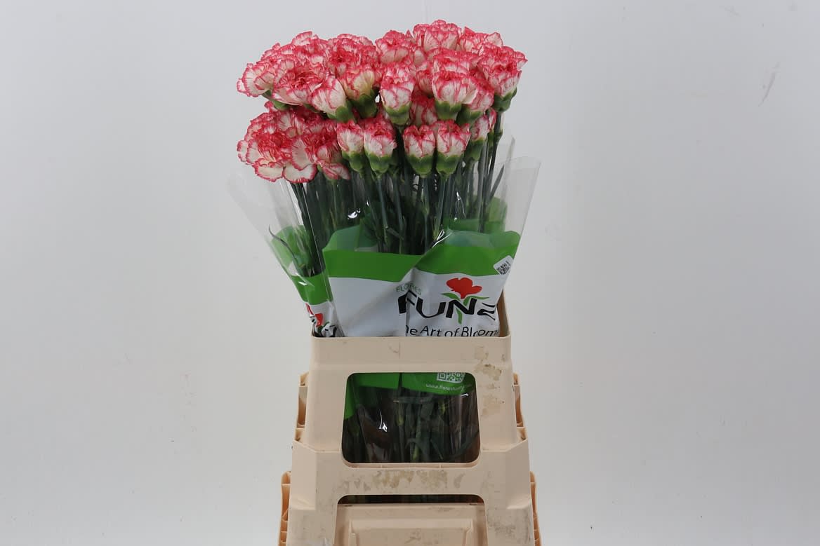 Срезанные цветы оптом Dianthus st happy conference от 80шт из Голландии с доставкой по России