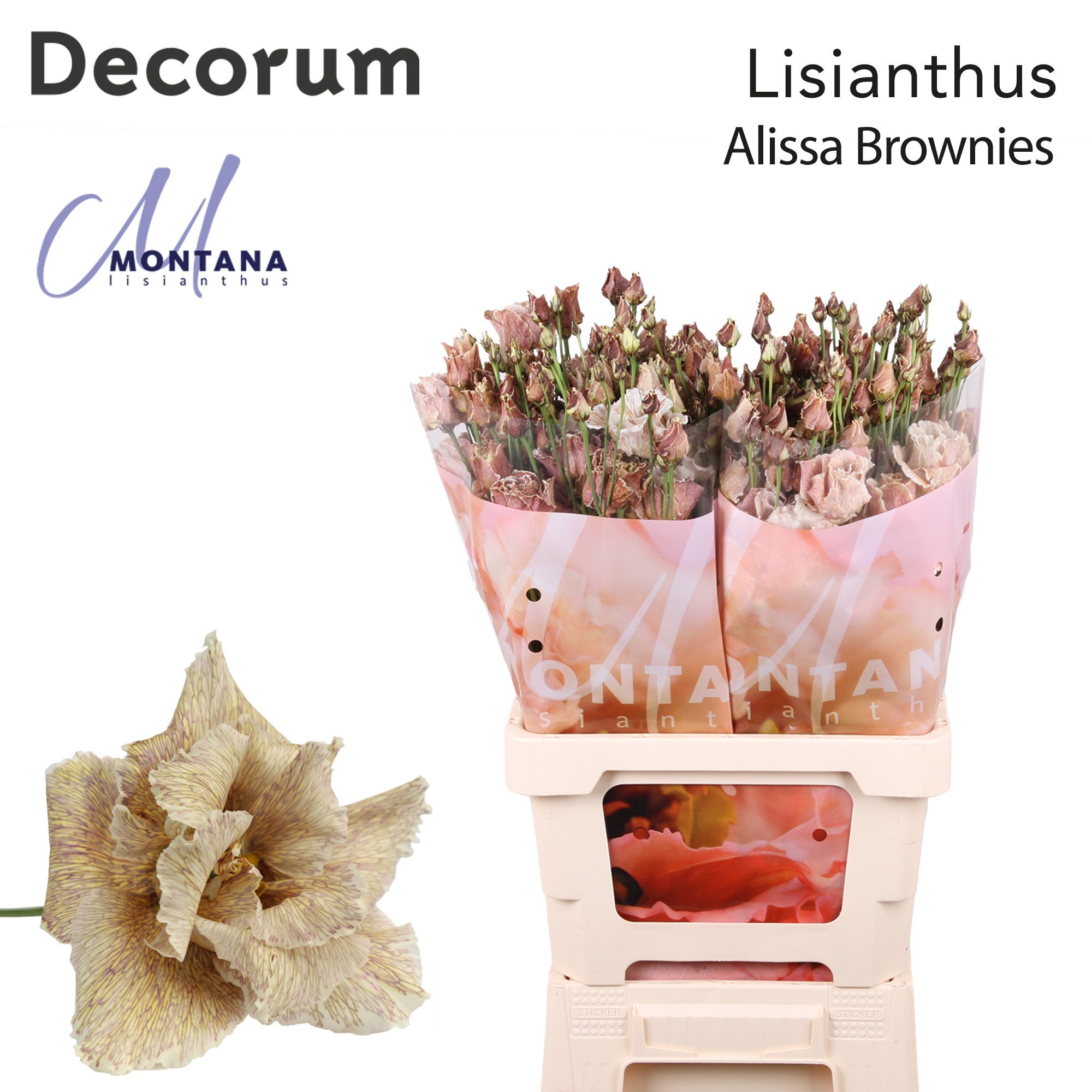 Срезанные цветы оптом Lisianthus do paint alissa brownies от 20шт из Голландии с доставкой по России