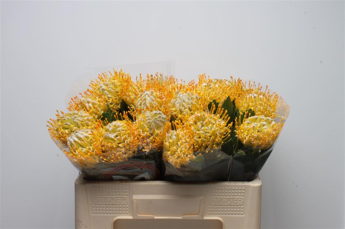 Срезанные цветы оптом Nutans super gold от 20шт из Голландии с доставкой по России