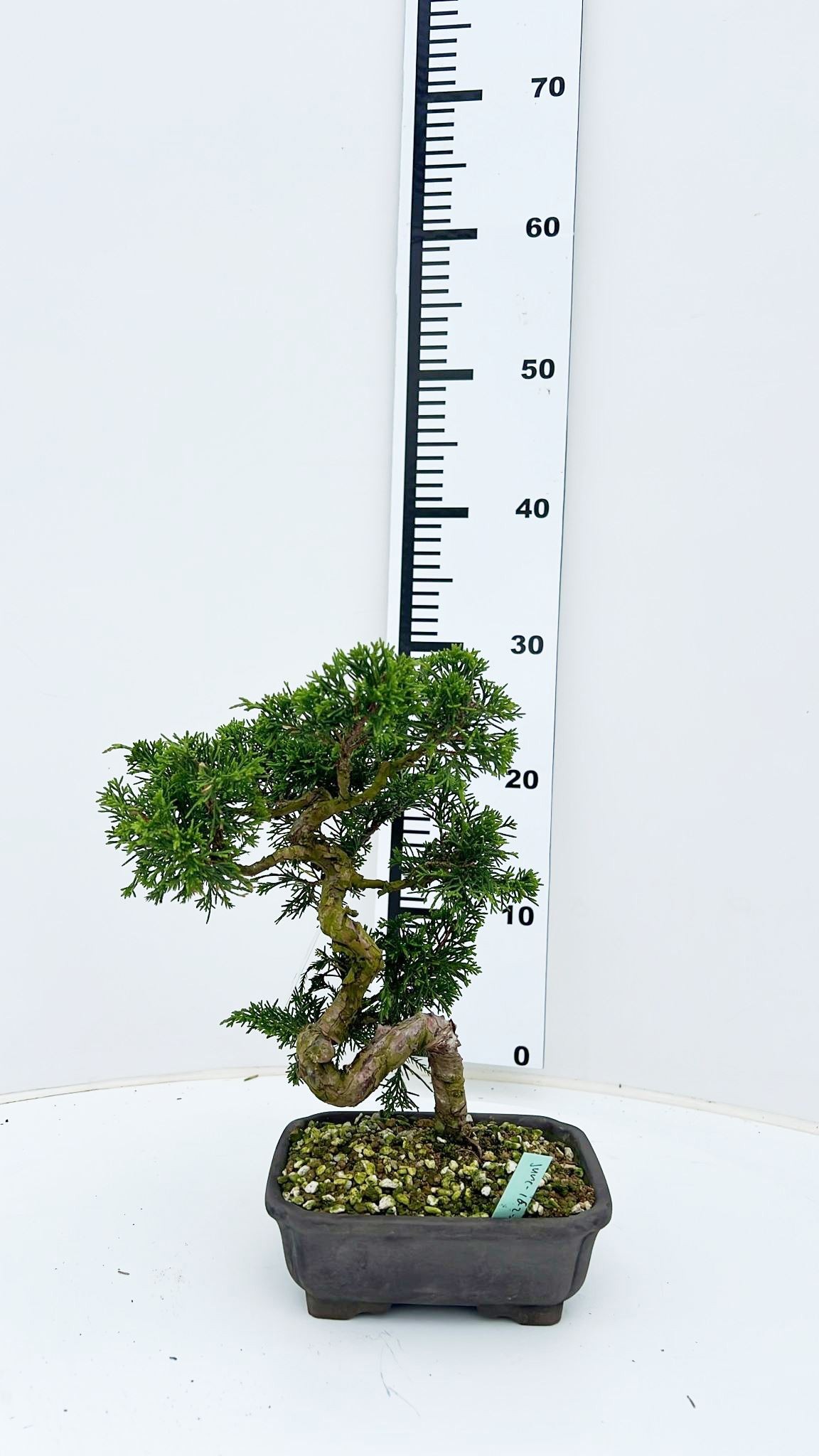 Горшечные цветы и растения оптом Juniperus Chinensis, 16cm., Height 30cm. (single I от 1шт из Голландии с доставкой по России
