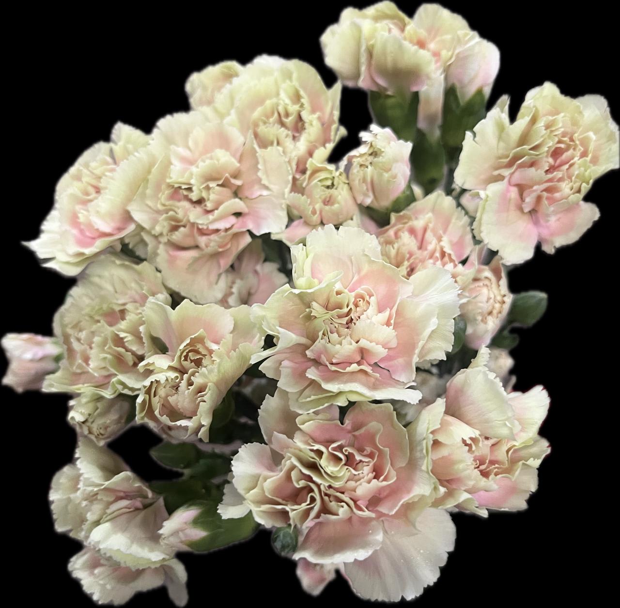 Срезанные цветы оптом Dianthus sp lucia+ от 240шт из Голландии с доставкой по России