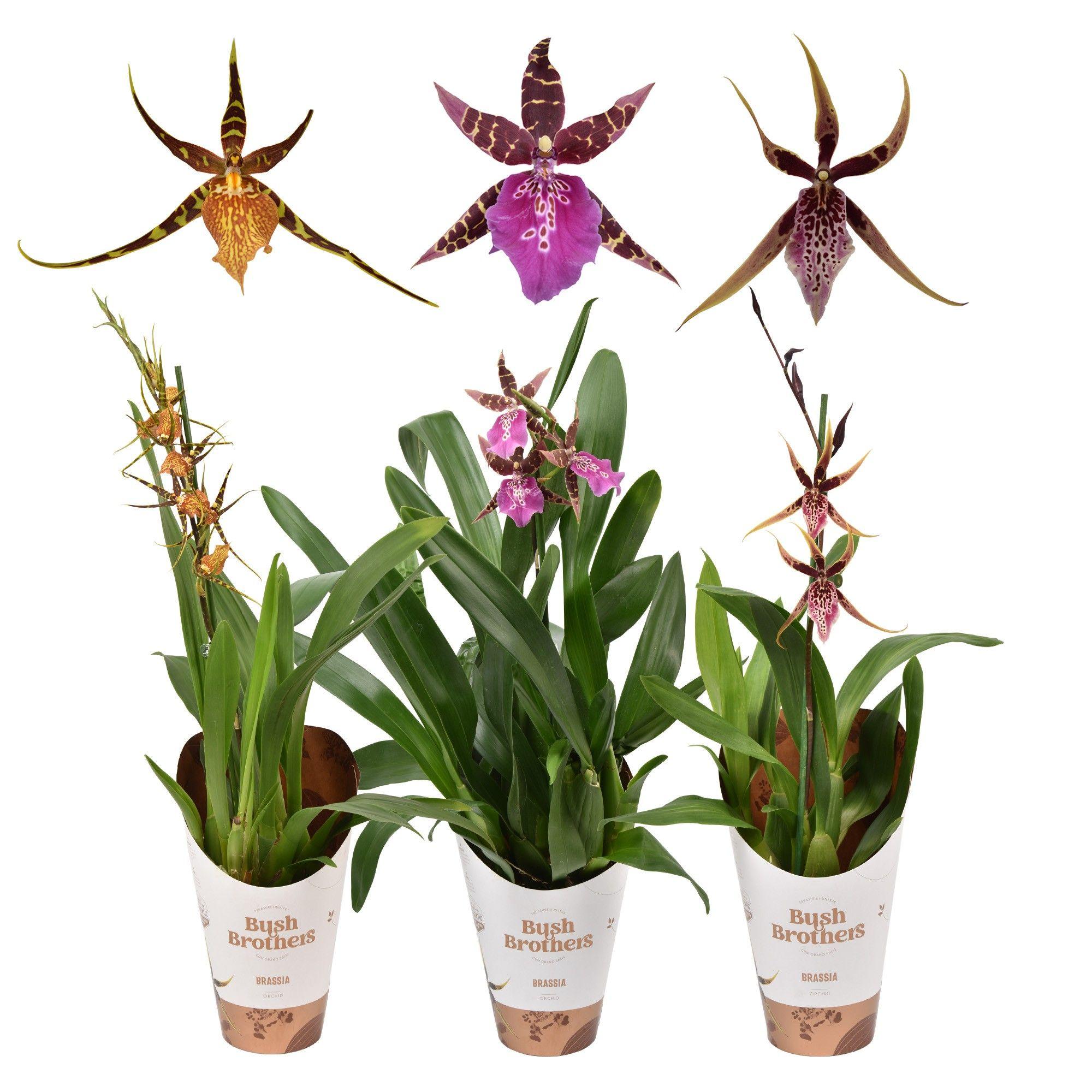 Горшечные цветы и растения оптом Brassia 1st Mix от 10шт из Голландии с доставкой по России