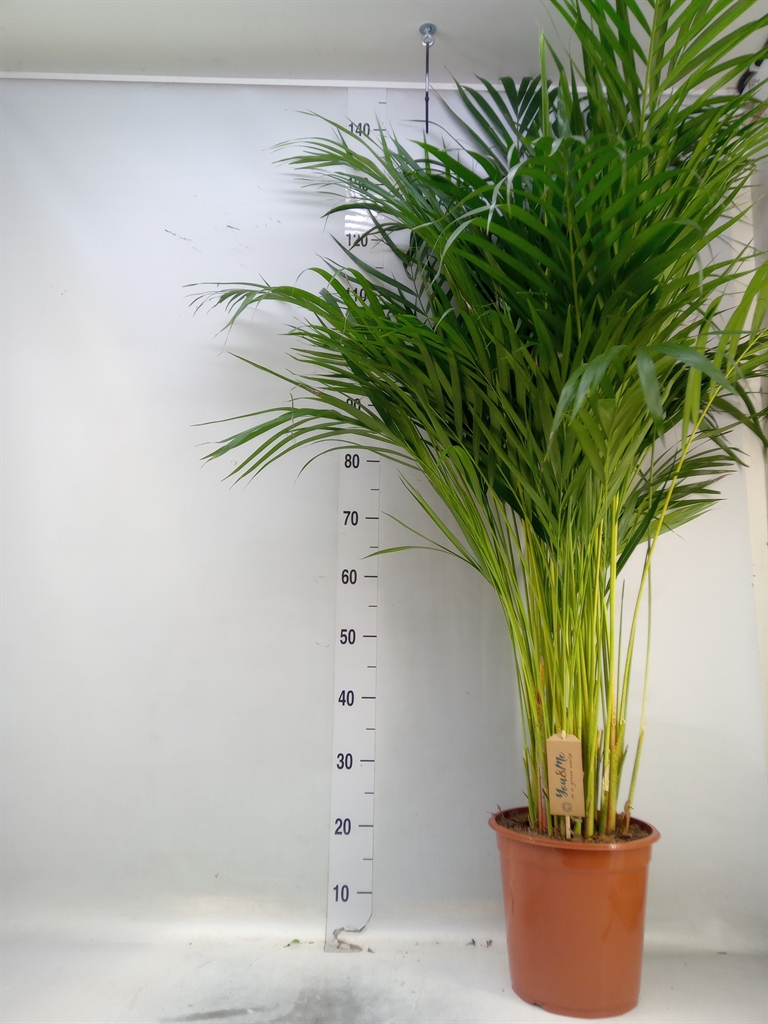 Горшечные цветы и растения оптом Dypsis Lutescens   ...chrysalidoca от 1шт из Голландии с доставкой по России