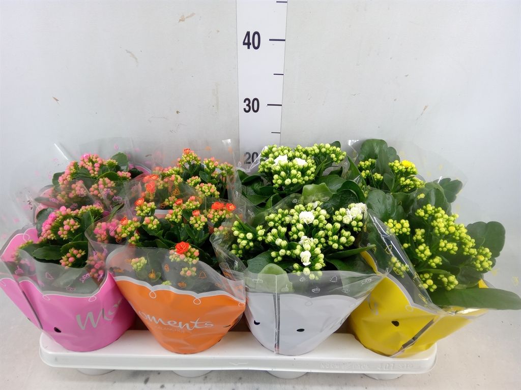 Горшечные цветы и растения оптом Kalanchoe Blos.   ..rosebud Mix  4 от 8шт из Голландии с доставкой по России