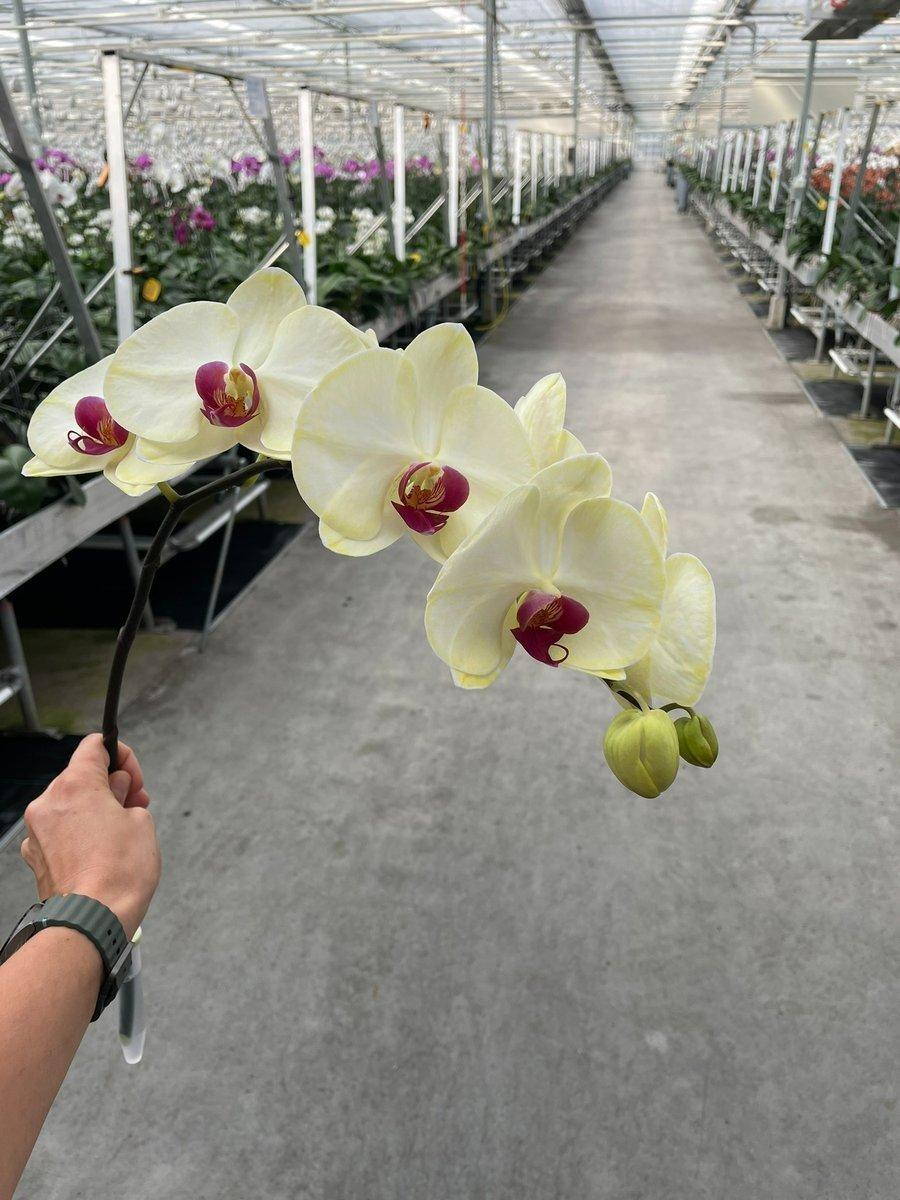 Срезанные цветы оптом Phalaenopsis paint red yellow от 10шт из Голландии с доставкой по России