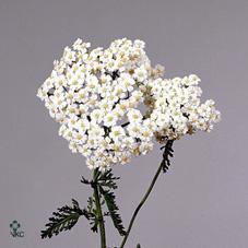 Срезанные цветы оптом Achillea white beauty от 50шт из Голландии с доставкой по России