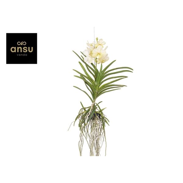 Горшечные цветы и растения оптом Vanda Tayanee White от 3шт из Голландии с доставкой по России