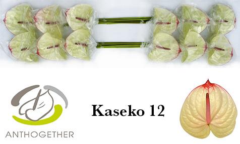 Срезанные цветы оптом Anthurium kaseko от 10шт. из Голландии с доставкой по России