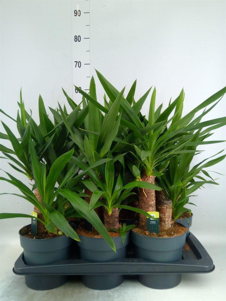 Горшечные цветы и растения оптом Yucca Elephantipes   ... от 6шт из Голландии с доставкой по России