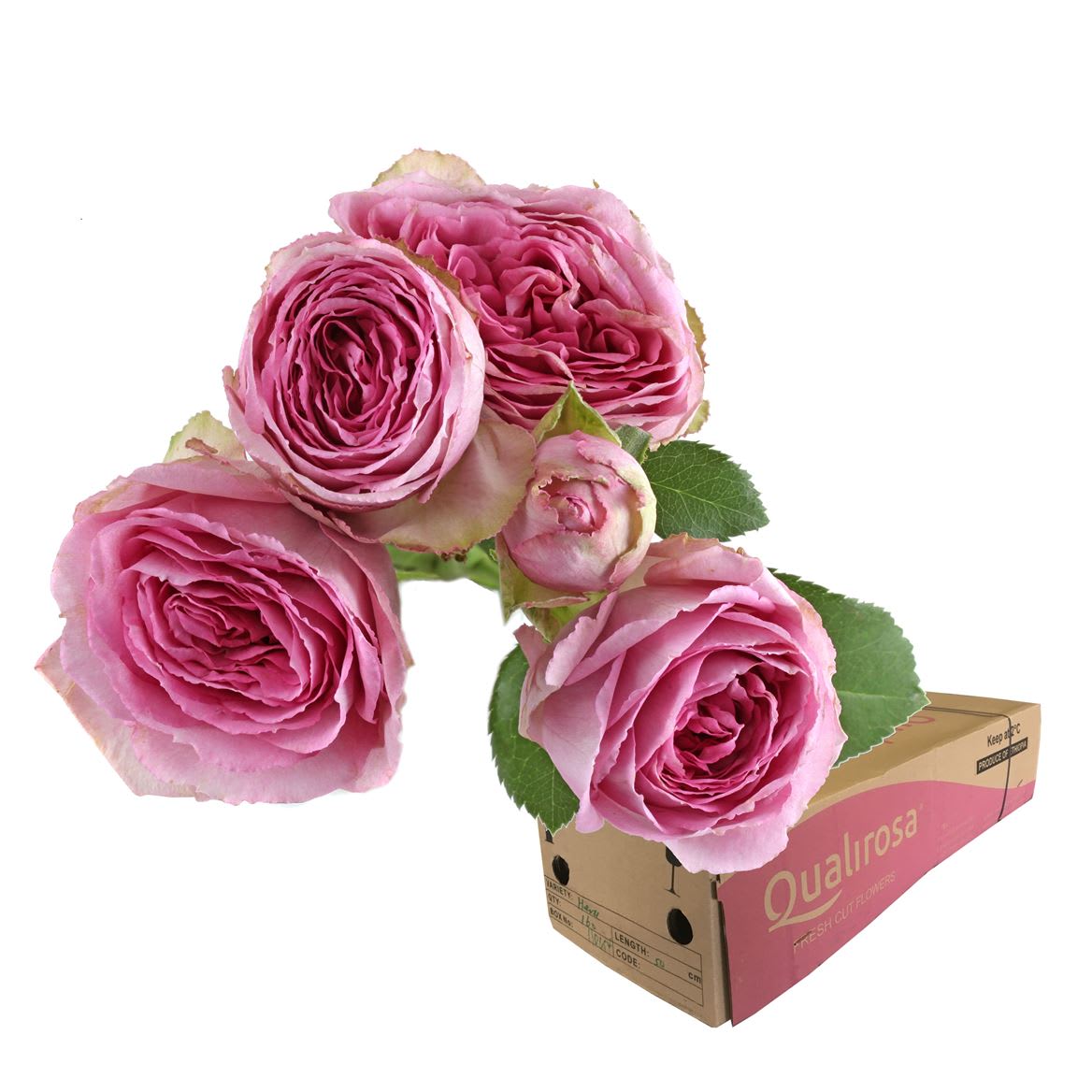 Срезанные цветы оптом Rosa spray lavender lace от 240шт из Голландии с доставкой по России