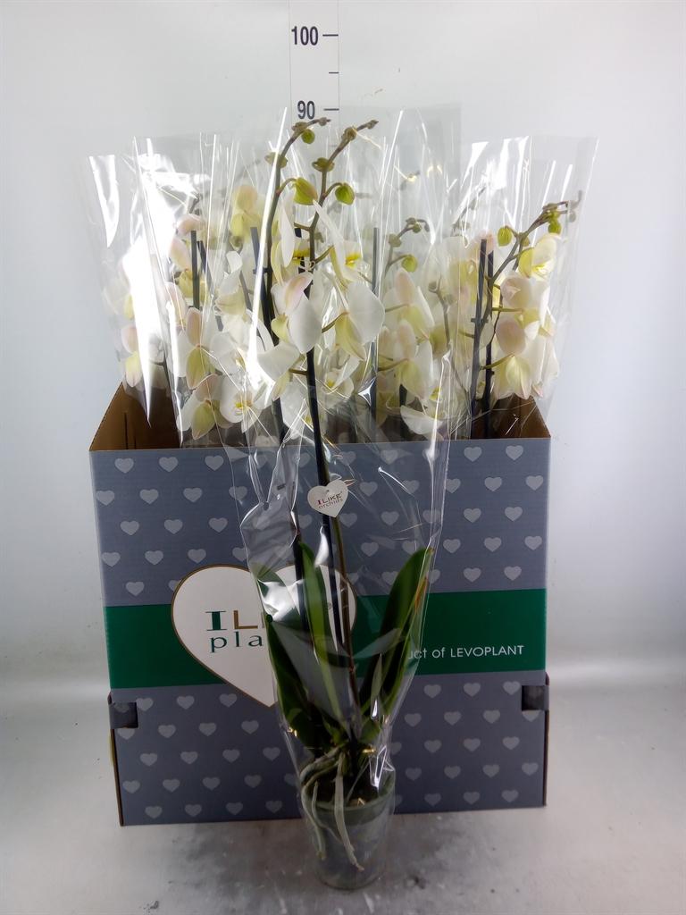 Горшечные цветы и растения оптом Phalaenopsis   ...white от 12шт из Голландии с доставкой по России