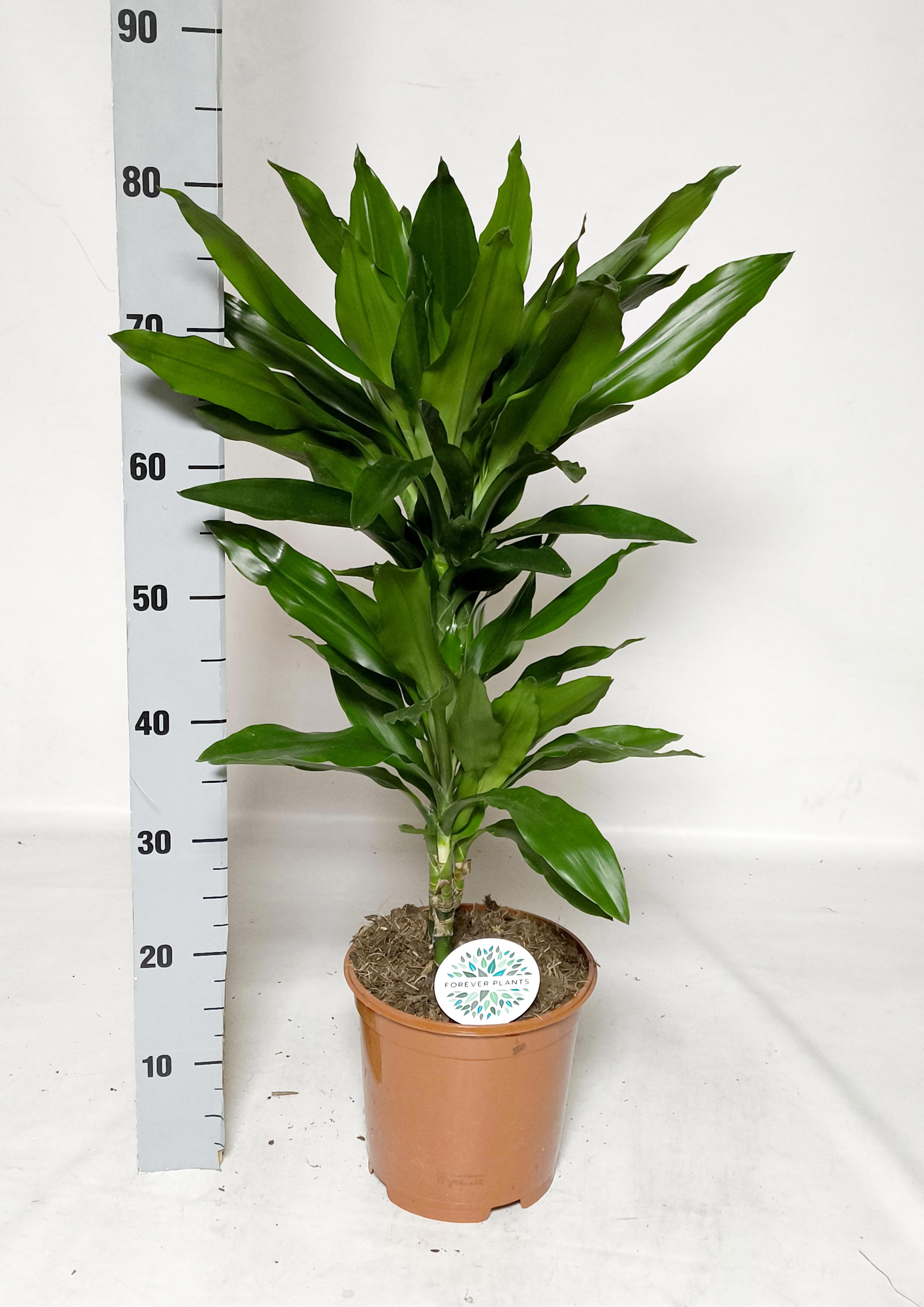 Горшечные цветы и растения оптом Dra De J Lind от 1шт из Голландии с доставкой по России