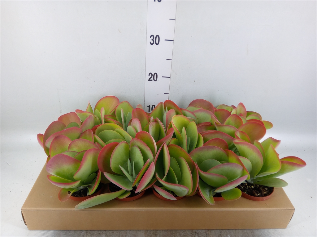 Горшечные цветы и растения оптом Kalanchoe Nf Thyrsiflora от 15шт (для телеги) из Голландии с доставкой по России