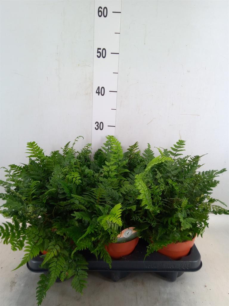 Горшечные цветы и растения оптом Polystichum Tsussimense от 6шт из Голландии с доставкой по России