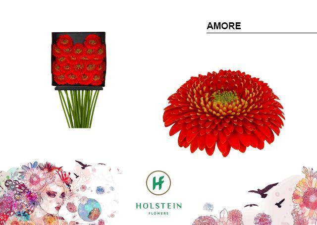 Срезанные цветы оптом Germini diamond gerponi amore от 20шт из Голландии с доставкой по России