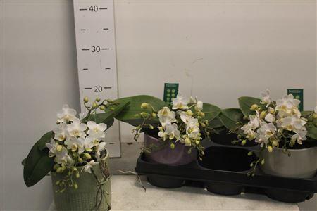 Горшечные цветы и растения оптом Phal Ov Wit Nazar 4 Branches 30+ In Keramiek от 3шт из Голландии с доставкой по России