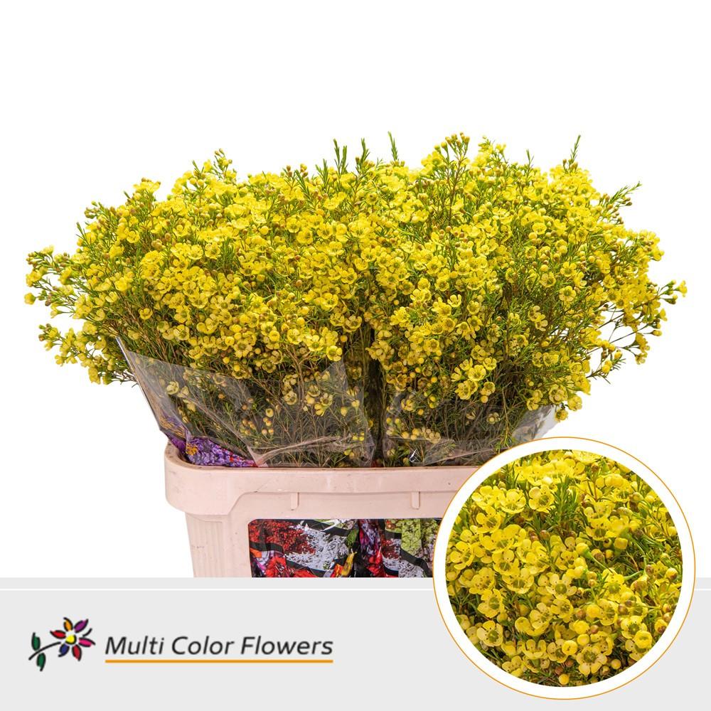 Срезанные цветы оптом Chamelaucium paint yellow от 75шт из Голландии с доставкой по России