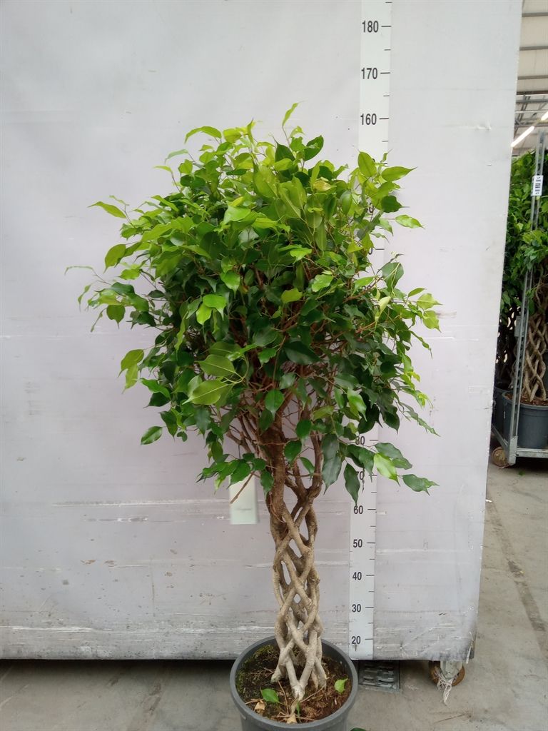 Горшечные цветы и растения оптом Ficus Benja.   ... от 1шт из Голландии с доставкой по России