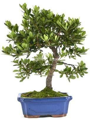 Горшечные цветы и растения оптом Rhod Gem от 5шт из Голландии с доставкой по России