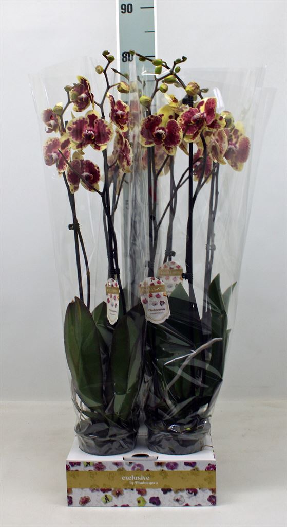 Горшечные цветы и растения оптом Phalaenopsis   ...yellow от 4шт из Голландии с доставкой по России