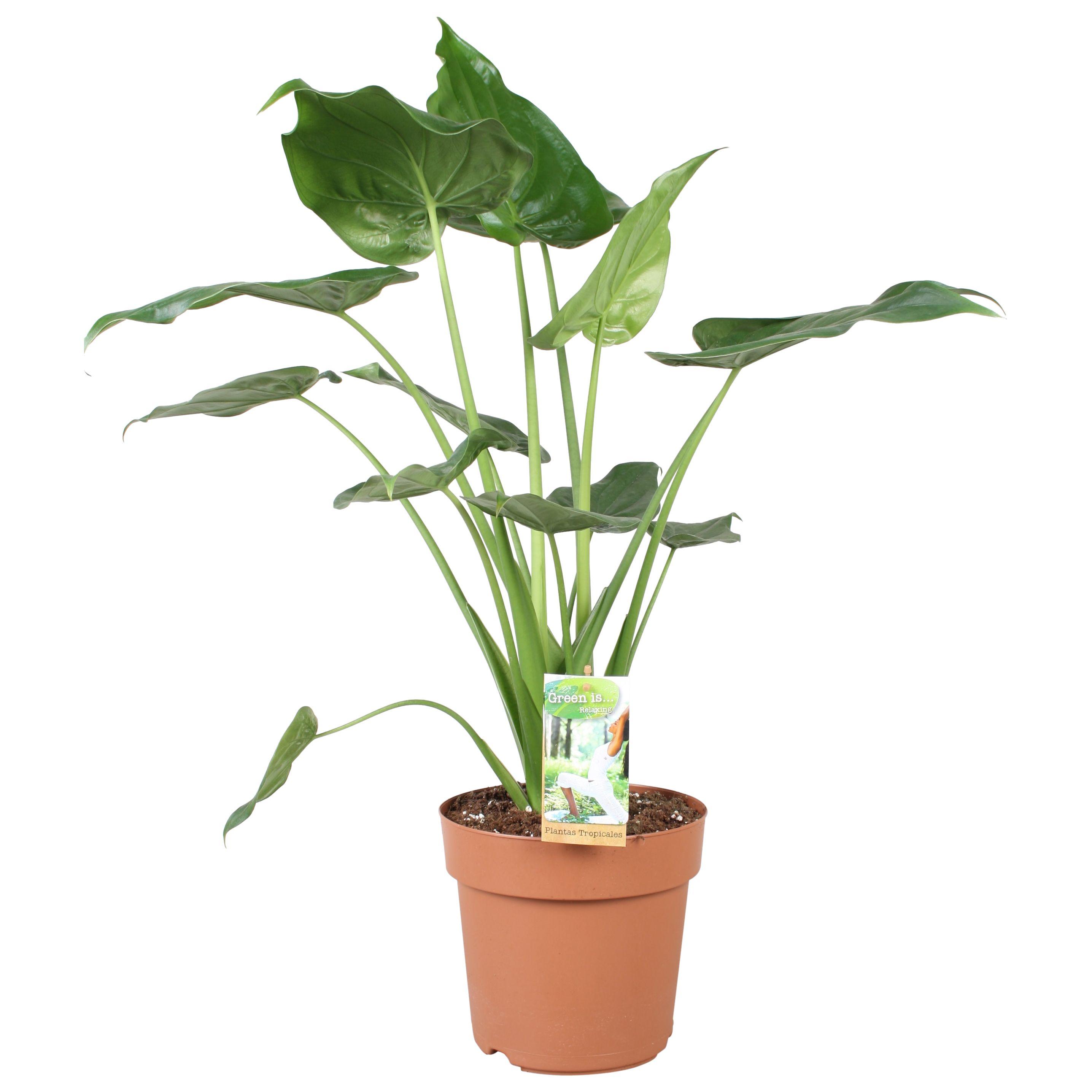 Горшечные цветы и растения оптом Alocasia Cucullata от 1шт (для телеги) из Голландии с доставкой по России