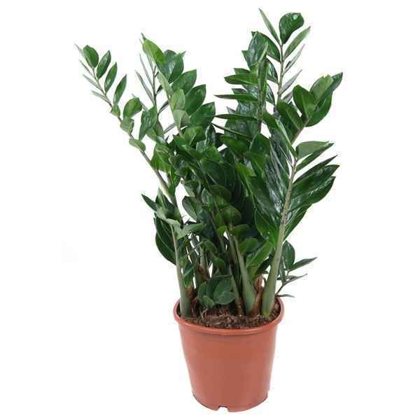 Горшечные цветы и растения оптом Zamioculcas 10+ от 1шт из Голландии с доставкой по России