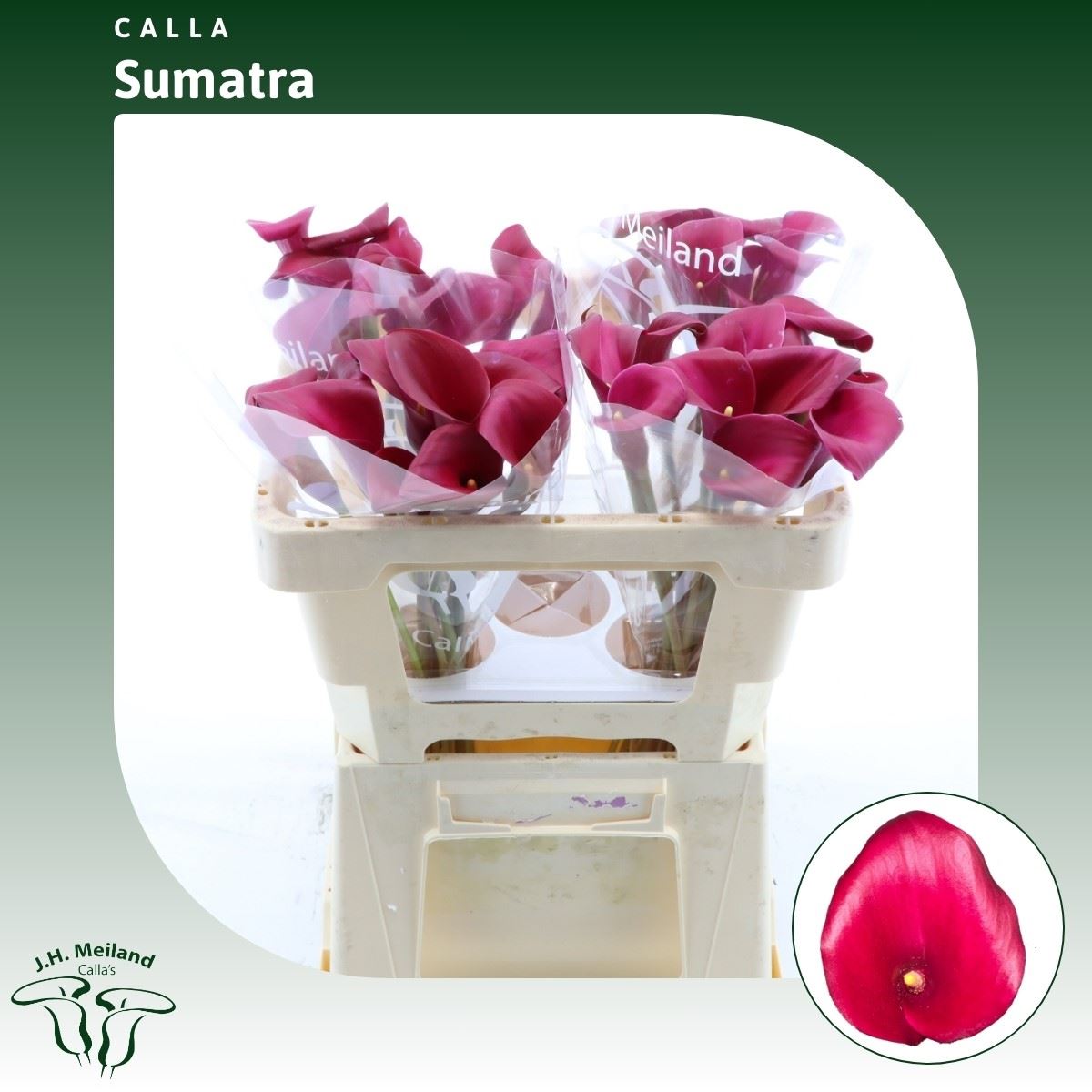 Срезанные цветы оптом Zantedeschia sumatra от 40шт из Голландии с доставкой по России