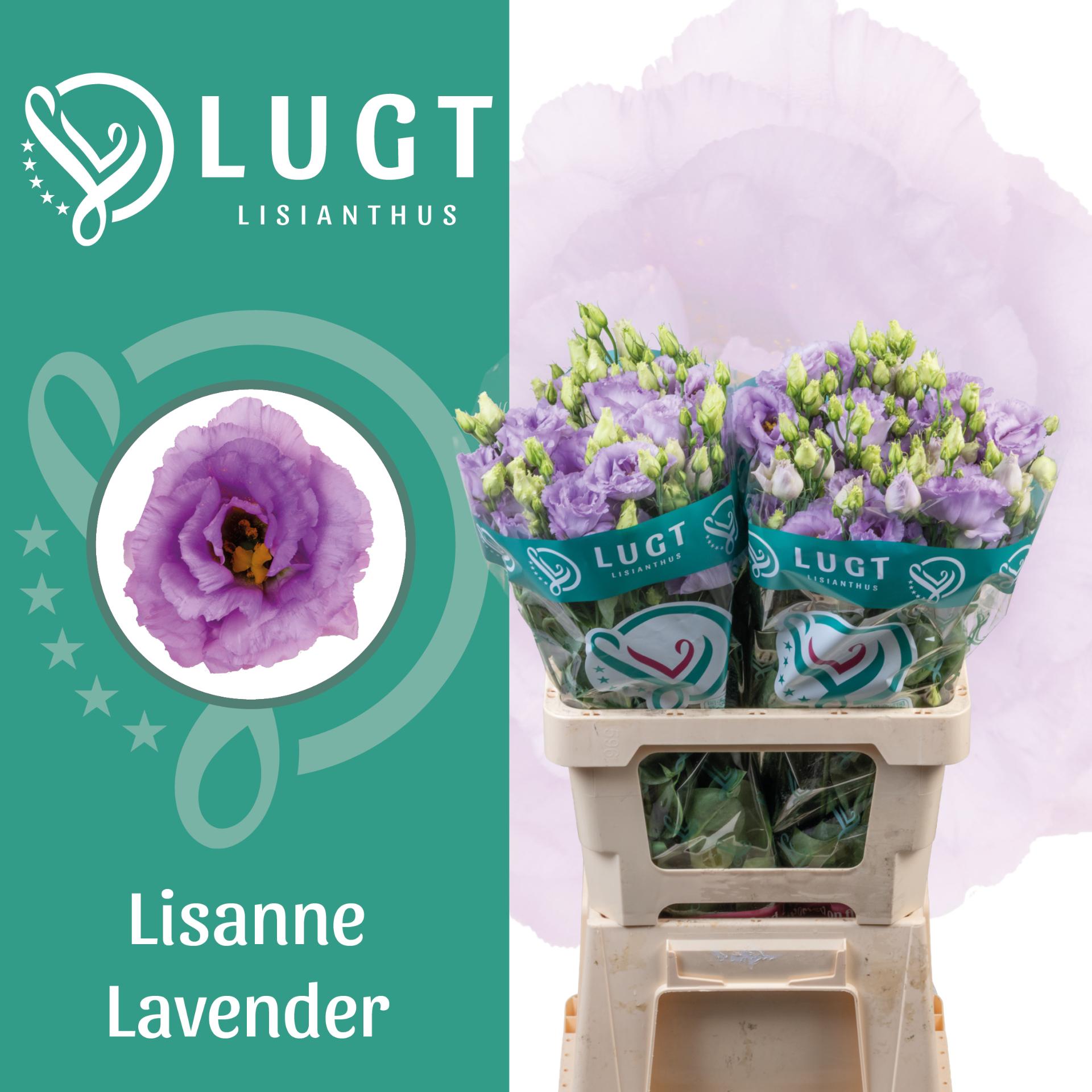 Срезанные цветы оптом Lisianthus do lisanne deep lavender от 20шт из Голландии с доставкой по России