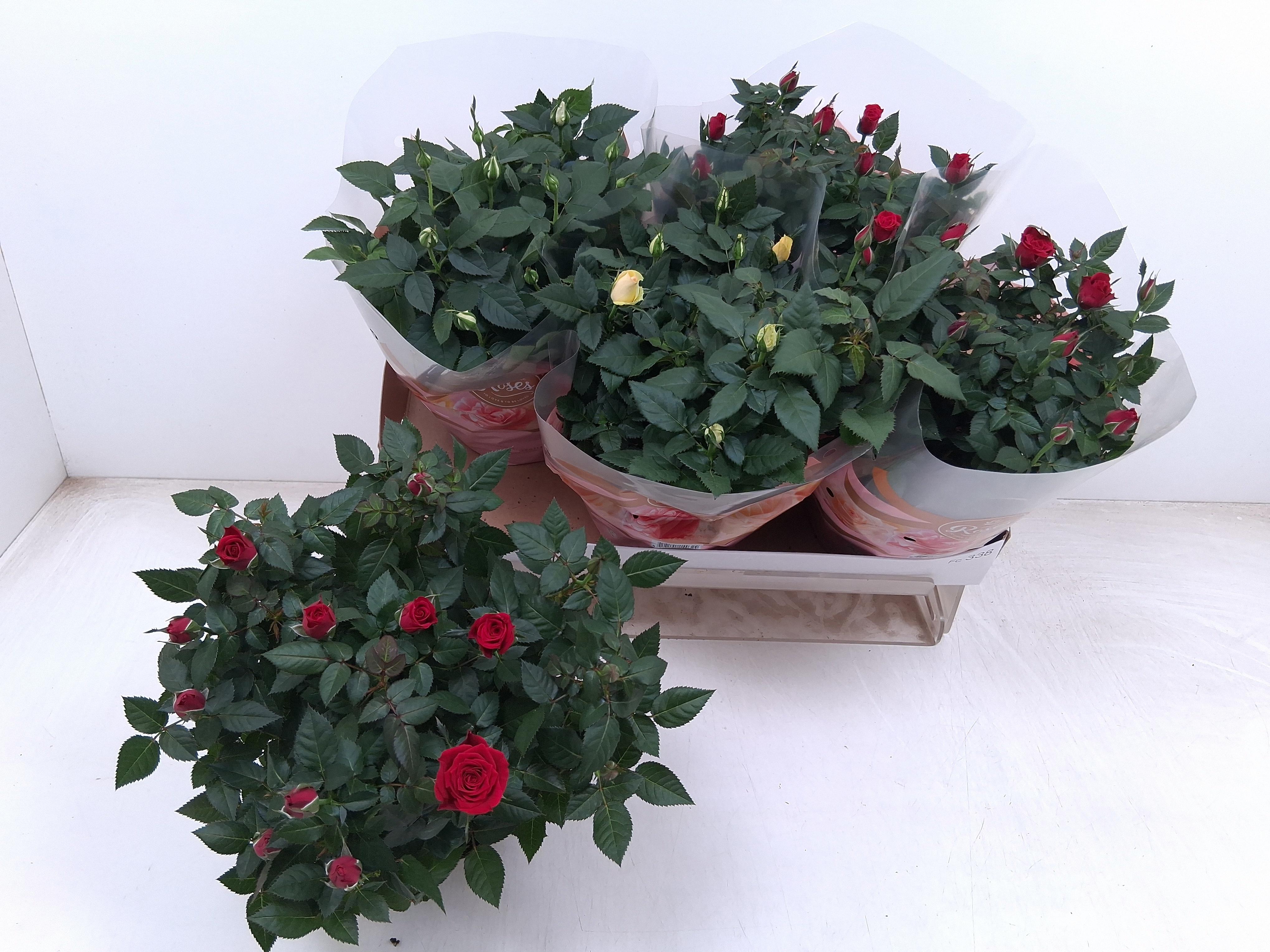 Горшечные цветы и растения оптом Ro Fav Ro Gem 3 Srt от 4шт из Голландии с доставкой по России