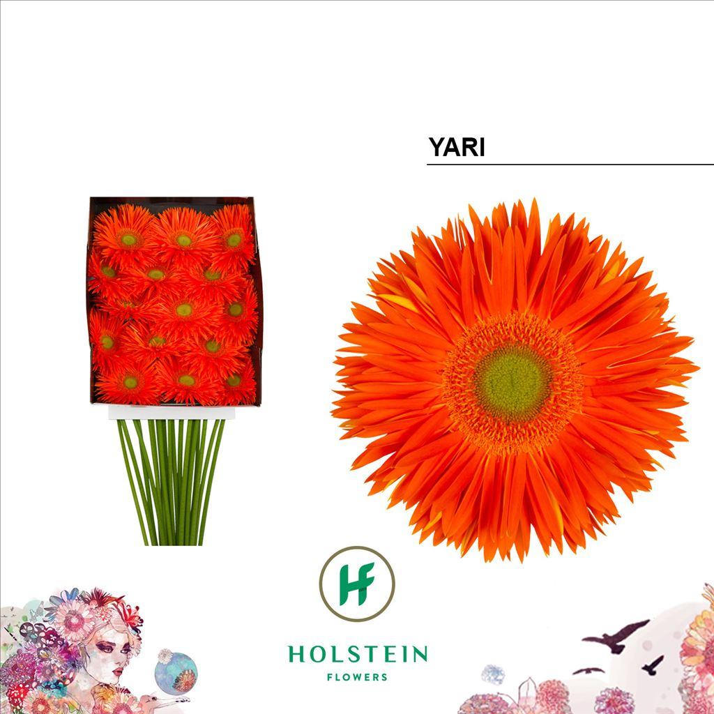 Срезанные цветы оптом Gerbera diamond yari+ от 15шт из Голландии с доставкой по России