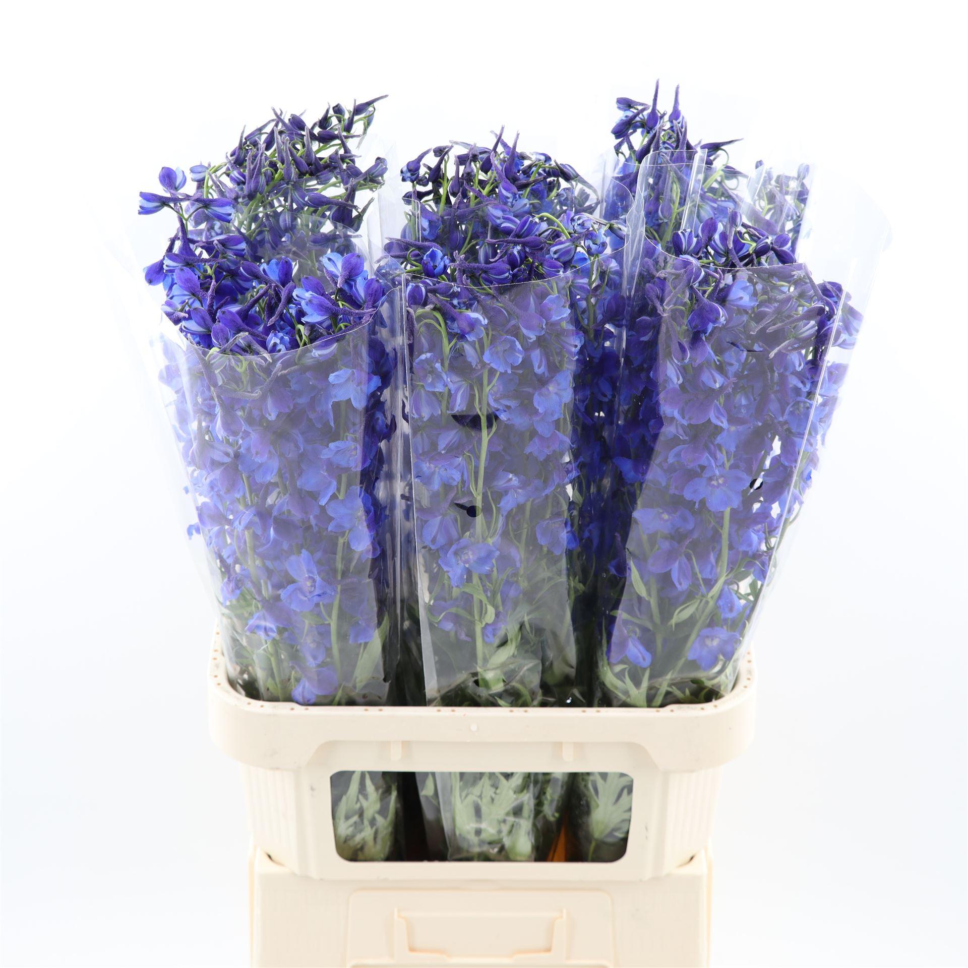 Срезанные цветы оптом Delphinium si deldonna blue от 60шт из Голландии с доставкой по России Срезанные цветы оптом Delphinium si deldonna blue от 60шт из Голландии с доставкой по России