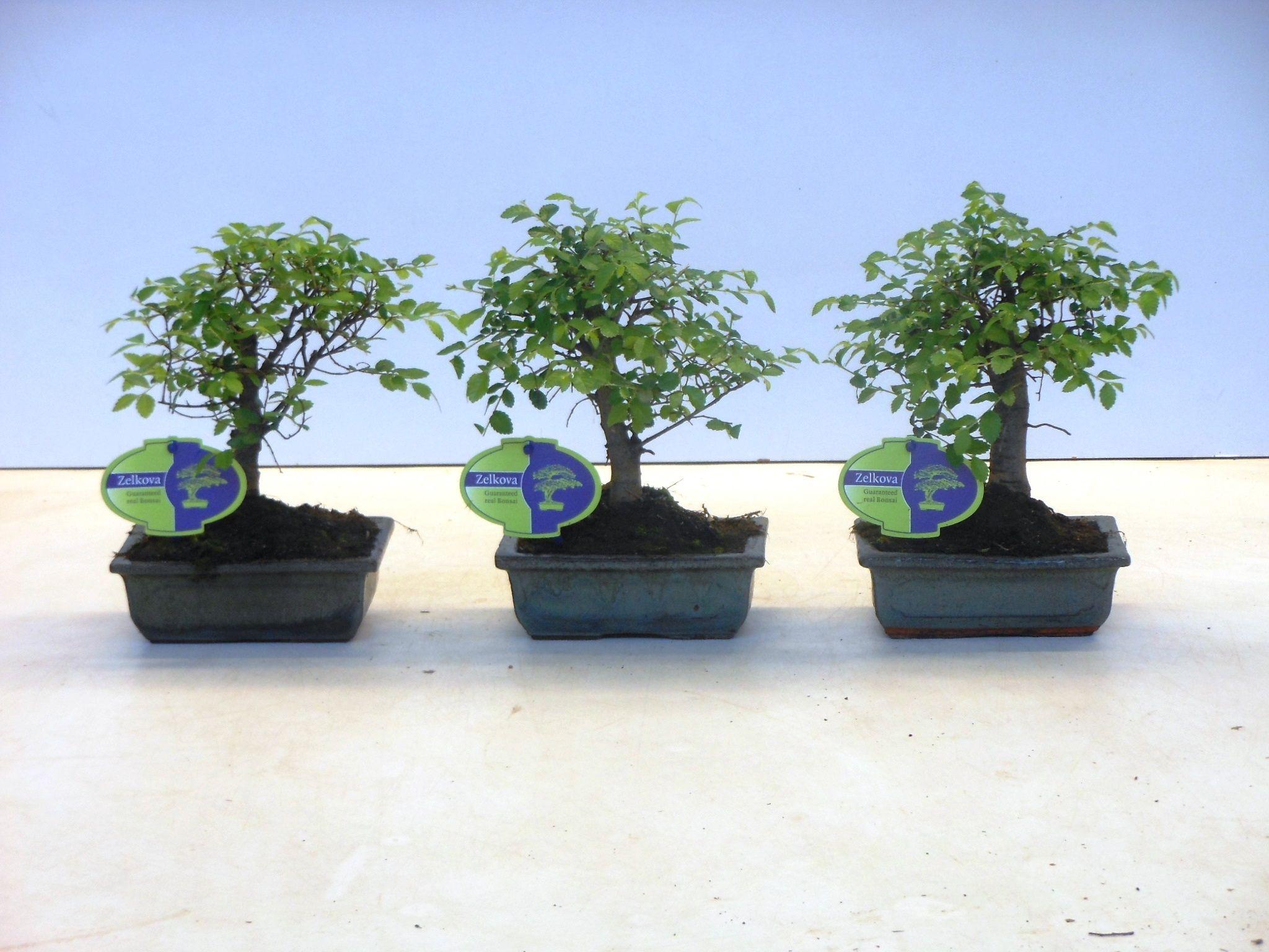 Горшечные цветы и растения оптом Bonsai Zelkova Parvifolia Broom Without Drip Tray от 10шт из Голландии с доставкой по России