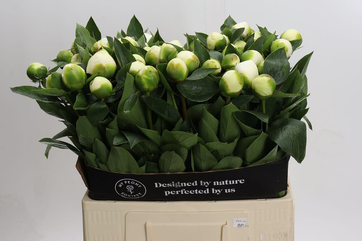 Срезанные цветы оптом Paeonia bridal shower от 80шт из Голландии с доставкой по России