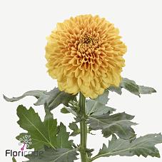 Срезанные цветы оптом Chrys bl playtime orange от 40шт. из Голландии с доставкой по России