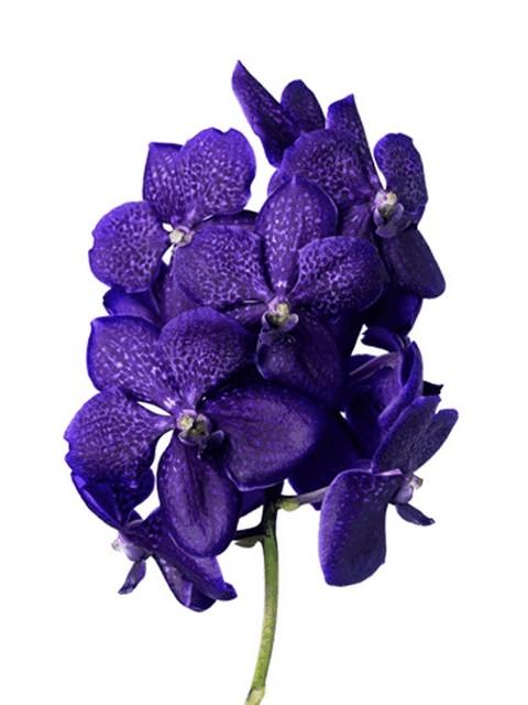Срезанные цветы оптом Vanda nitaya tweed blue от 16шт из Голландии с доставкой по России
