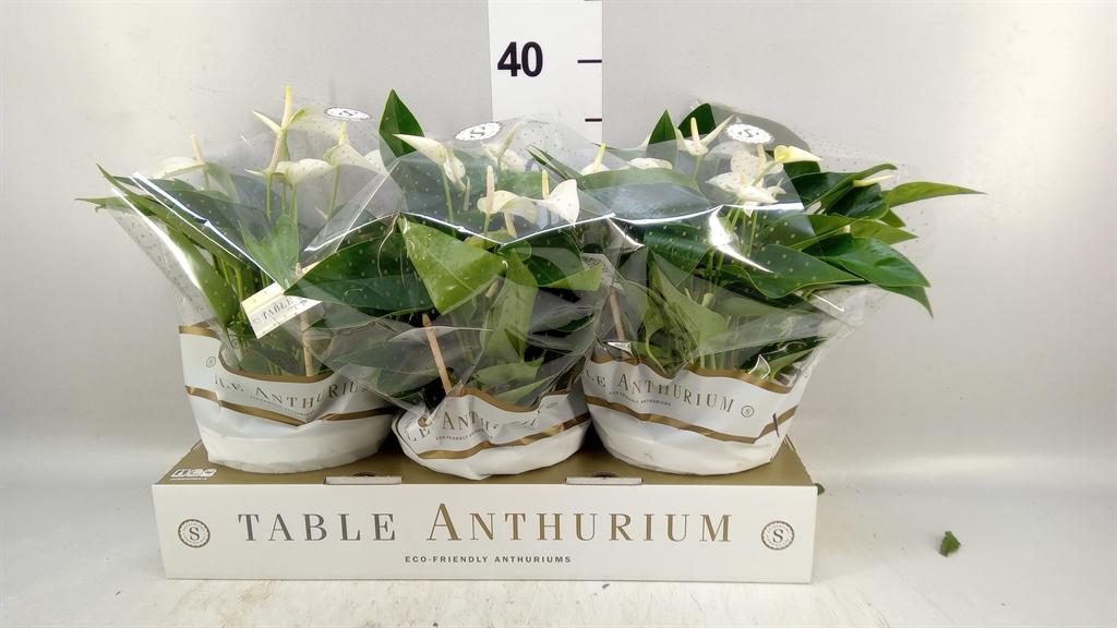 Горшечные цветы и растения оптом Anthurium Andr. white Champion от 3шт из Голландии с доставкой по России