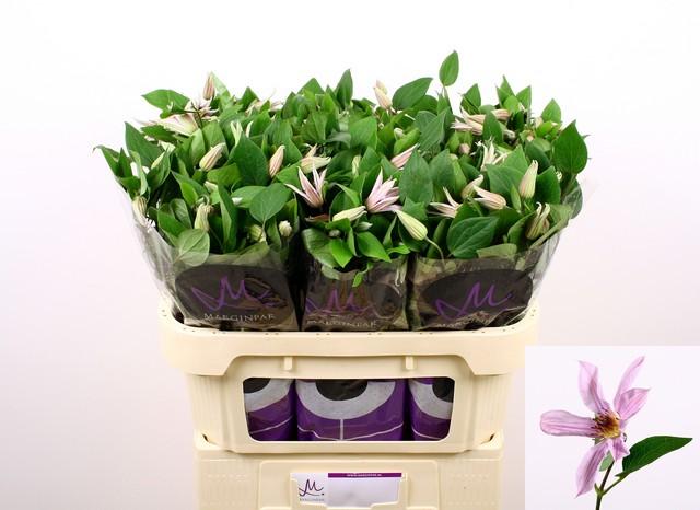 Срезанные цветы оптом Clematis amazing miami от 40шт из Голландии с доставкой по России