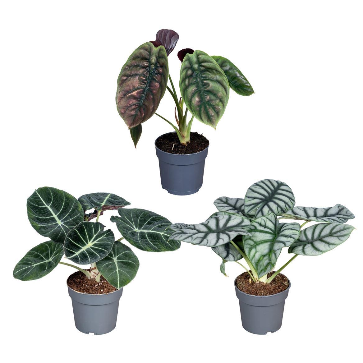 Горшечные цветы и растения оптом Alocasia Luxe Beginda Mix 14cm от 8шт (для телеги) из Голландии с доставкой по России