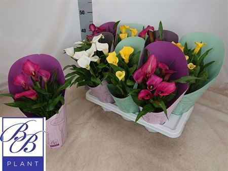 Горшечные цветы и растения оптом Zant Gem 4-5 +potcover от 7шт из Голландии с доставкой по России