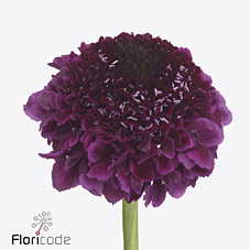 Срезанные цветы оптом Scabiosa scoop purple dark от 60шт из Голландии с доставкой по России