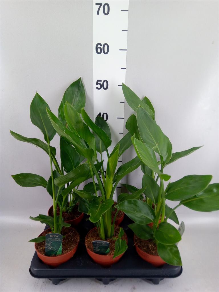 Горшечные цветы и растения оптом Strelitzia Reg. ...no Flowers от 6шт из Голландии с доставкой по России