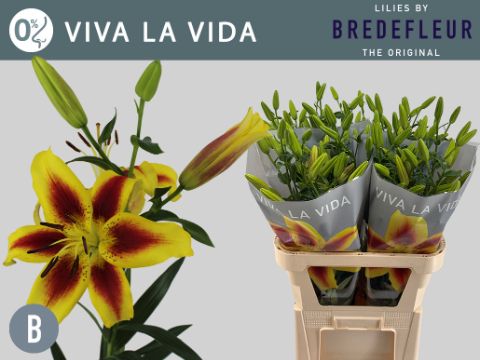 Срезанные цветы оптом Lilium as viva la vida от 50шт из Голландии с доставкой по России