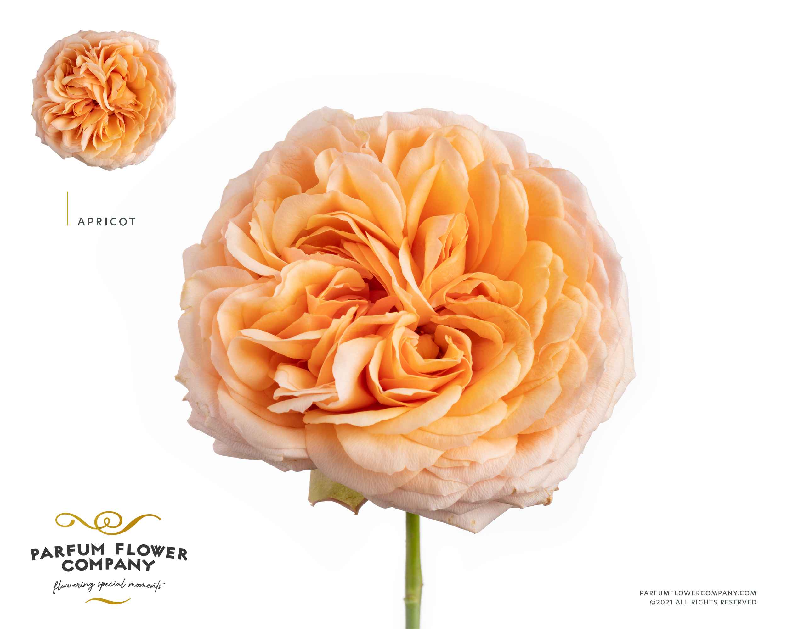 Срезанные цветы оптом Rosa la garden apricot antique от 24шт из Голландии с доставкой по России
