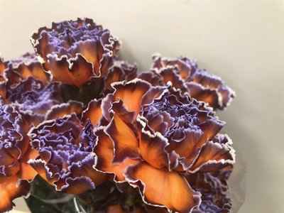 Срезанные цветы оптом Dianthus st paint bonaire от 80шт из Голландии с доставкой по России